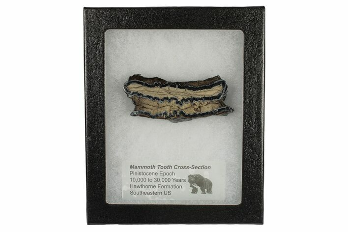 Mammoth Molar Slice with Case - South Carolina #193880